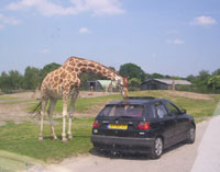 Deze giraffe hield van auto's likken
